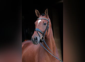 Westfale, Wallach, 5 Jahre, 172 cm, Brauner