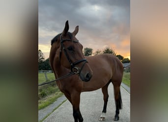 Westfale, Wallach, 5 Jahre, 172 cm, Brauner