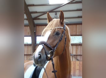Westfale, Wallach, 5 Jahre, 172 cm, Fuchs
