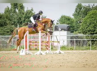 Westfale, Wallach, 5 Jahre, 172 cm, Fuchs