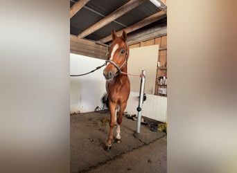 Westfale, Wallach, 5 Jahre, 172 cm, Fuchs
