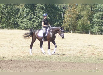 Westfale, Wallach, 5 Jahre, 172 cm, Rappe