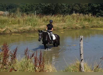 Westfale, Wallach, 5 Jahre, 172 cm, Rappe