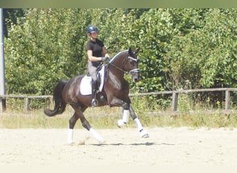 Westfale, Wallach, 5 Jahre, 172 cm, Rappe