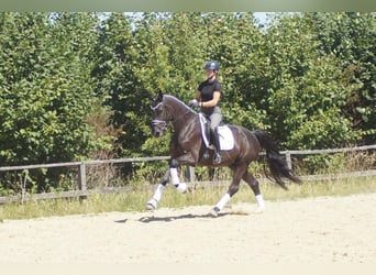 Westfale, Wallach, 5 Jahre, 172 cm, Rappe