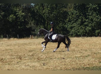 Westfale, Wallach, 5 Jahre, 172 cm, Rappe