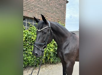 Westfale, Wallach, 5 Jahre, 172 cm, Rappe