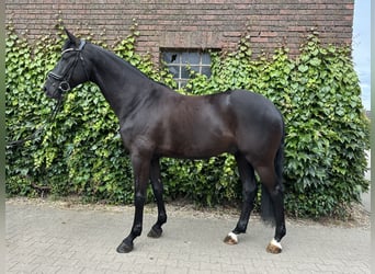Westfale, Wallach, 5 Jahre, 172 cm, Rappe