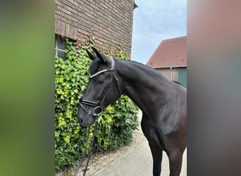 Westfale, Wallach, 5 Jahre, 172 cm, Rappe