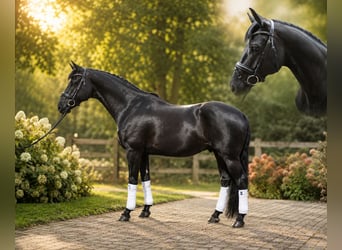 Westfale, Wallach, 5 Jahre, 172 cm, Rappe