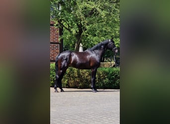 Westfale, Wallach, 5 Jahre, 172 cm, Schwarzbrauner