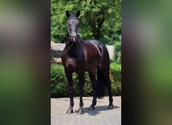 Westfale, Wallach, 5 Jahre, 172 cm, Schwarzbrauner