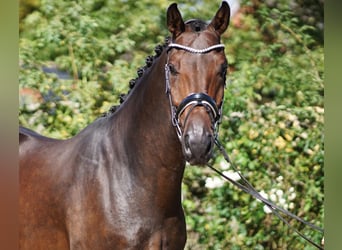 Westfale, Wallach, 5 Jahre, 172 cm, Schwarzbrauner
