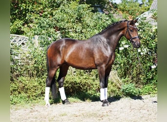 Westfale, Wallach, 5 Jahre, 172 cm, Schwarzbrauner