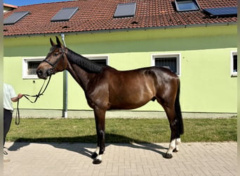 Westfale, Wallach, 5 Jahre, 172 cm, Schwarzbrauner