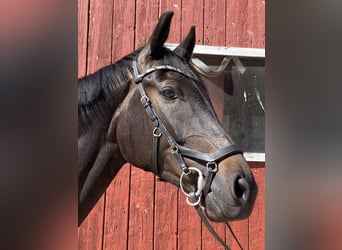 Westfale, Wallach, 5 Jahre, 172 cm, Schwarzbrauner