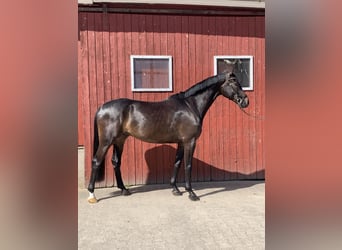 Westfale, Wallach, 5 Jahre, 172 cm, Schwarzbrauner
