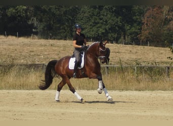 Westfale, Wallach, 5 Jahre, 173 cm, Brauner