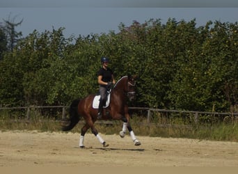 Westfale, Wallach, 5 Jahre, 173 cm, Brauner
