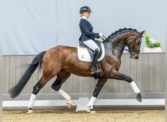 Westfale, Wallach, 5 Jahre, 173 cm, Brauner