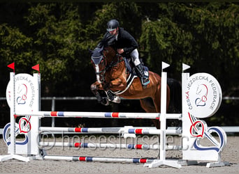 Westfale, Wallach, 5 Jahre, 173 cm, Brauner