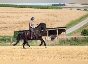 Westfale, Wallach, 5 Jahre, 173 cm, Rappe