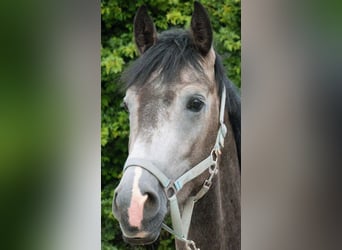 Westfale, Wallach, 5 Jahre, 173 cm, Schimmel