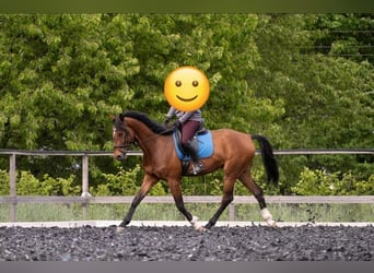Westfale, Wallach, 5 Jahre, 174 cm