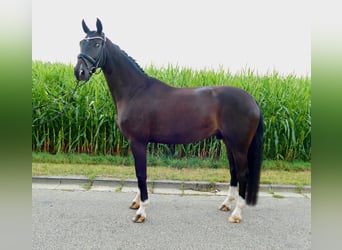 Westfale, Wallach, 5 Jahre, 174 cm, Dunkelbrauner
