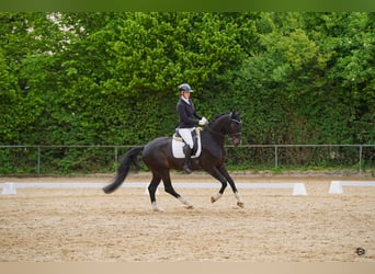 Westfale, Wallach, 5 Jahre, 174 cm, Dunkelbrauner