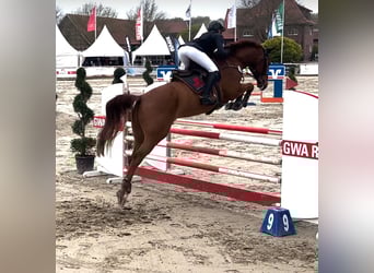 Westfale, Wallach, 5 Jahre, 174 cm, Fuchs