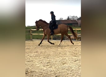 Westfale, Wallach, 5 Jahre, 174 cm, Fuchs