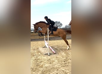 Westfale, Wallach, 5 Jahre, 174 cm, Fuchs