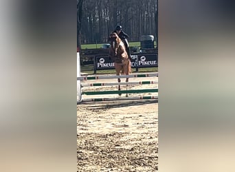 Westfale, Wallach, 5 Jahre, 174 cm, Fuchs