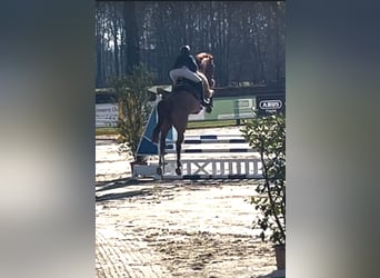 Westfale, Wallach, 5 Jahre, 174 cm, Fuchs