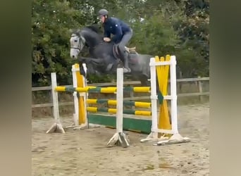 Westfale, Wallach, 5 Jahre, 174 cm, Rappschimmel