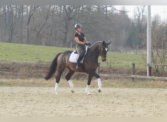 Westfale, Wallach, 5 Jahre, 174 cm, Schwarzbrauner