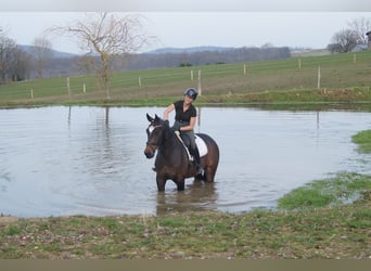 Westfale, Wallach, 5 Jahre, 174 cm, Schwarzbrauner