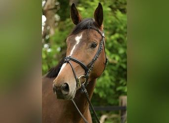 Westfale, Wallach, 5 Jahre, 175 cm, Brauner