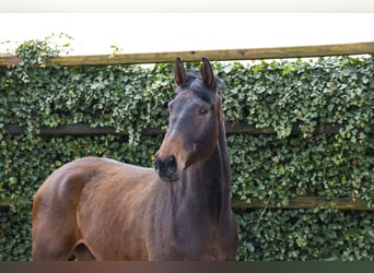 Westfale, Wallach, 5 Jahre, 175 cm, Brauner