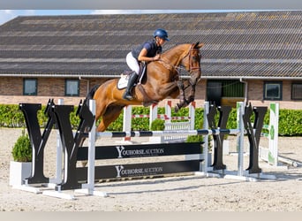 Westfale, Wallach, 5 Jahre, 175 cm, Brauner