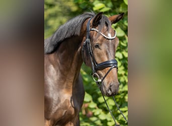 Westfale, Wallach, 5 Jahre, 175 cm, Dunkelbrauner