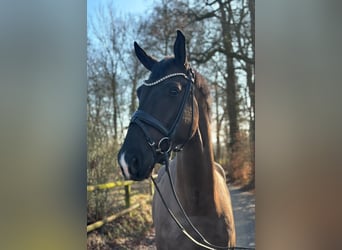 Westfale, Wallach, 5 Jahre, 175 cm, Rappe