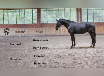 Westfale, Wallach, 5 Jahre, 175 cm, Rappe