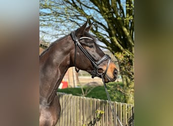 Westfale, Wallach, 5 Jahre, 175 cm, Schwarzbrauner