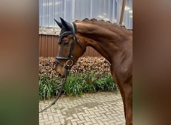 Westfale, Wallach, 5 Jahre, 176 cm, Dunkelfuchs