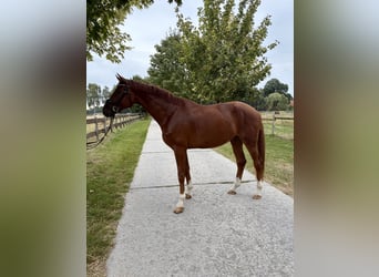 Westfale, Wallach, 5 Jahre, 176 cm, Fuchs