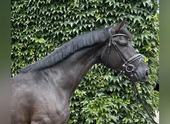 Westfale, Wallach, 5 Jahre, 176 cm, Rappe