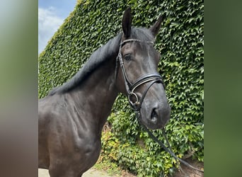 Westfale, Wallach, 5 Jahre, 176 cm, Rappe