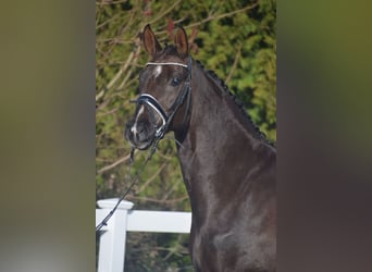 Westfale, Wallach, 5 Jahre, 177 cm, Dunkelfuchs